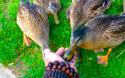 Ducks eating out of our hands