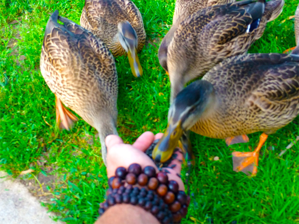 ducks-eating-out-of-our-hands-cedar-lodge-settlement