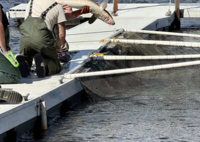 Cedar lodge Wisconsin dells, Sturgeon spawning on the pier. Wi River