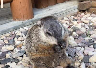 Wildlife at Cedar Lodge and Settlement, Animals in Wisconsin Dells, Waterfront Resort