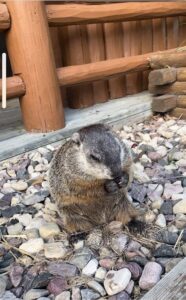 Wildlife at Cedar Lodge and Settlement, Animals in Wisconsin Dells, Waterfront Resort