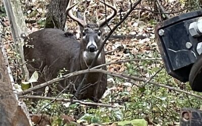 Wildlife Cedar lodge