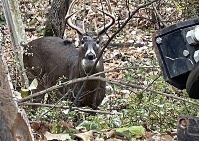 Wildlife at Cedar Lodge and Settlement, Animals in Wisconsin Dells, Waterfront Resort