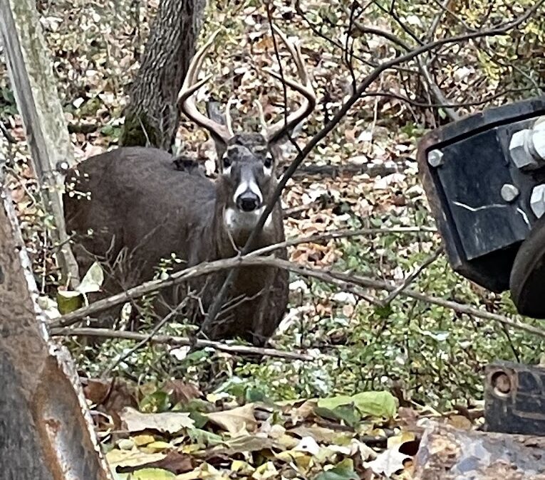 Wildlife at Cedar Lodge and Settlement, Animals in Wisconsin Dells, Waterfront Resort