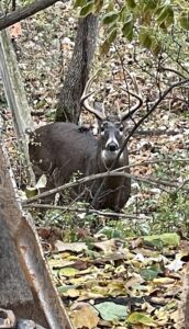 Wildlife at Cedar Lodge and Settlement, Animals in Wisconsin Dells, Waterfront Resort