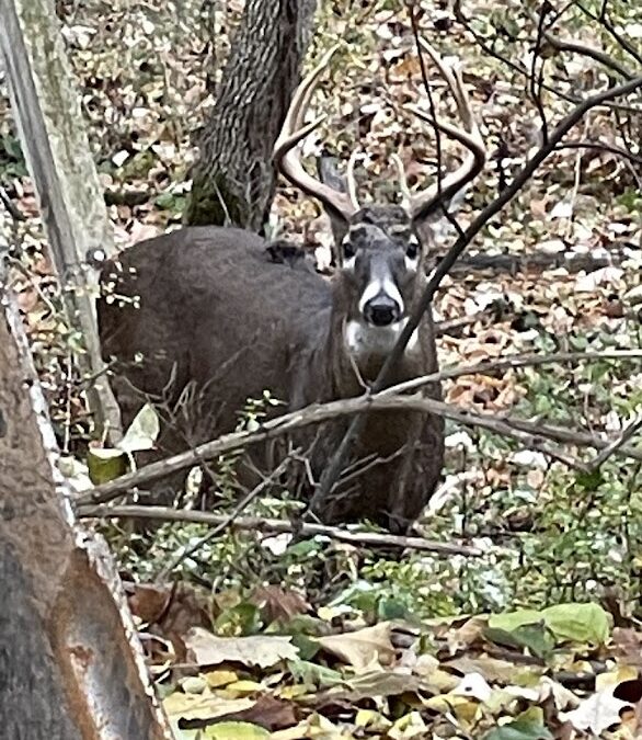 Wildlife Cedar lodge