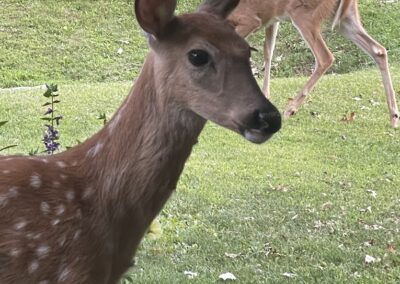 Wildlife at Cedar Lodge and Settlement, Animals in Wisconsin Dells, Waterfront Resort