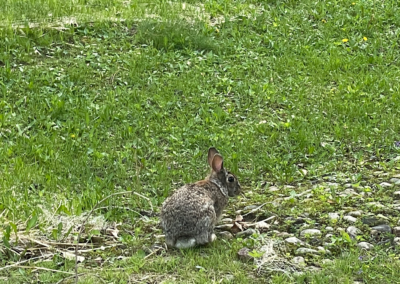 Wildlife at Cedar Lodge and Settlement, Animals in Wisconsin Dells, Waterfront Resort