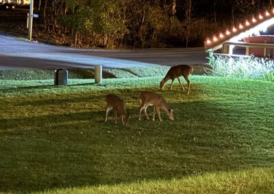 Wildlife at Cedar Lodge and Settlement, Animals in Wisconsin Dells, Waterfront Resort