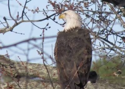 Wildlife at Cedar Lodge and Settlement, Animals in Wisconsin Dells, Waterfront Resort